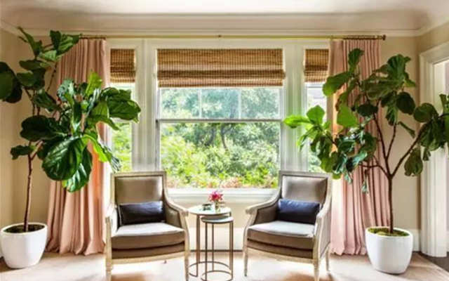 客廳適合養(yǎng)什么花和植物好風(fēng)水