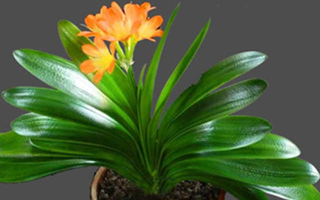 客廳適合養(yǎng)什么花和植物好風(fēng)水