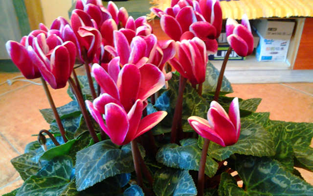 客廳適合養(yǎng)什么花和植物好風(fēng)水