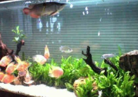 鎮(zhèn)宅保平安風水吉祥物