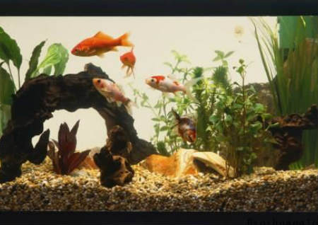 逢兇化吉的吉祥物擺設