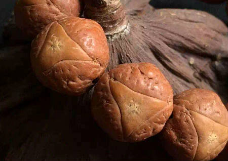 龍眼菩提佛珠的功效