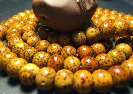 星月菩提變色過(guò)程照片