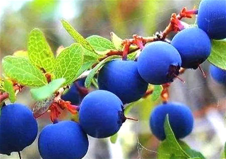 金剛菩提怎么盤紅的快