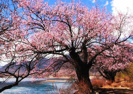 桃木為什么能辟邪