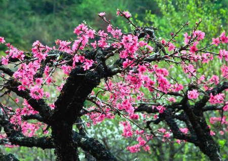 桃木為什么能辟邪