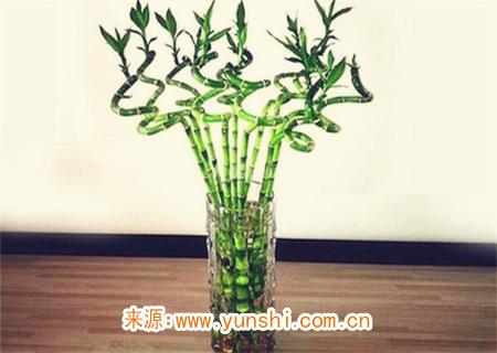 富貴竹的擺放禁忌