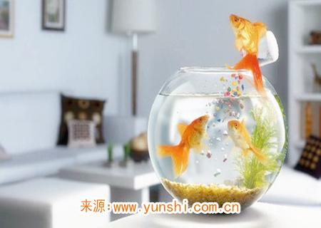 客廳擺什么物品招財又大氣