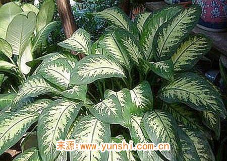 可以辟邪的風水植物有哪些