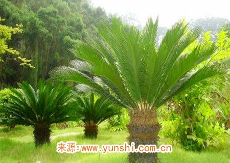 可以辟邪的風水植物有哪些