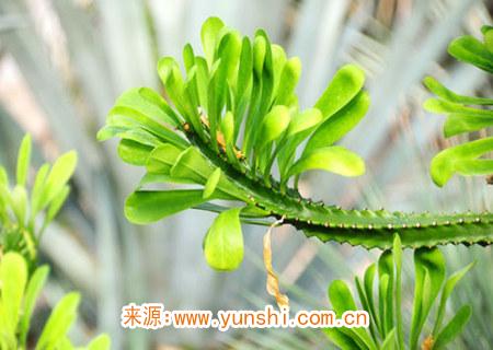 可以辟邪的風水植物有哪些