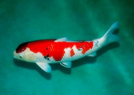 養(yǎng)錦鯉的風(fēng)水禁忌