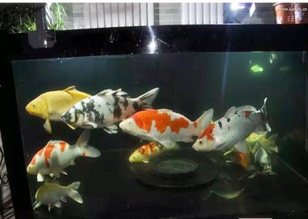 養(yǎng)錦鯉的風(fēng)水禁忌