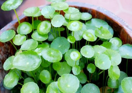 銅錢草如何擺放風(fēng)水好