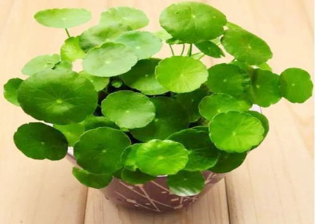 銅錢草如何擺放風(fēng)水好