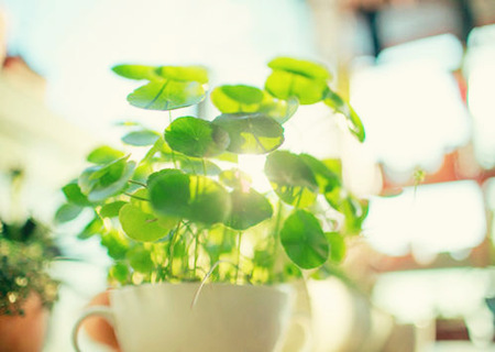 銅錢草如何擺放風(fēng)水好