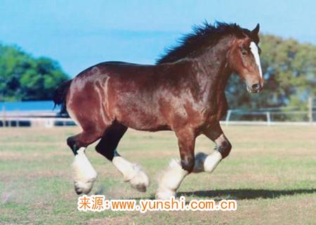 什么吉祥物可以旺官運(yùn)