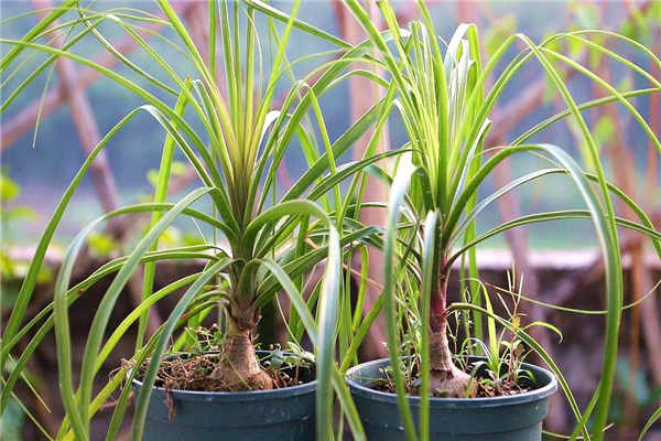家里不能種的植物有什么