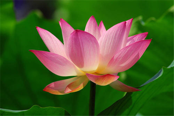 家里不能種的植物有什么