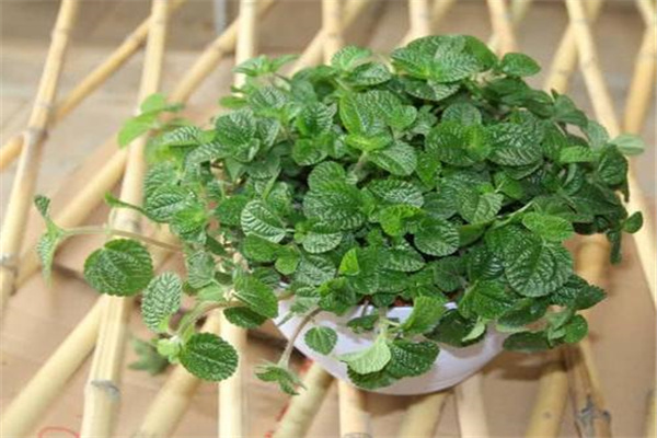 家里不能種的植物有什么