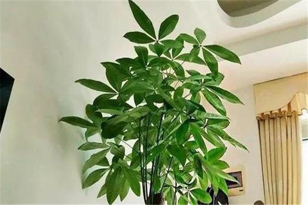 鎮(zhèn)宅招財(cái)旺人的植物