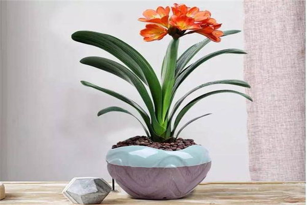 鎮(zhèn)宅招財(cái)旺人的植物