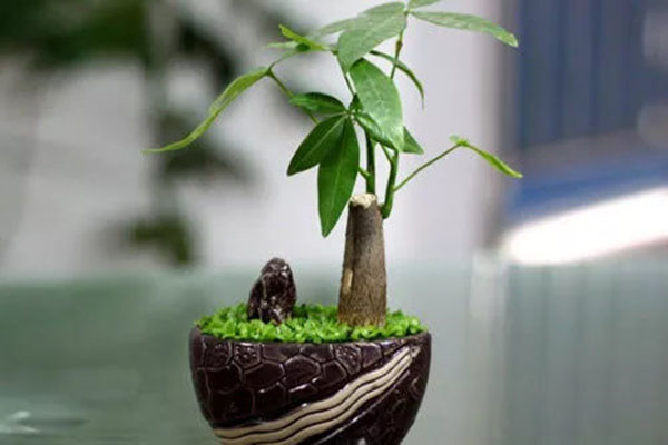 發(fā)財(cái)樹擺放在哪里風(fēng)水好