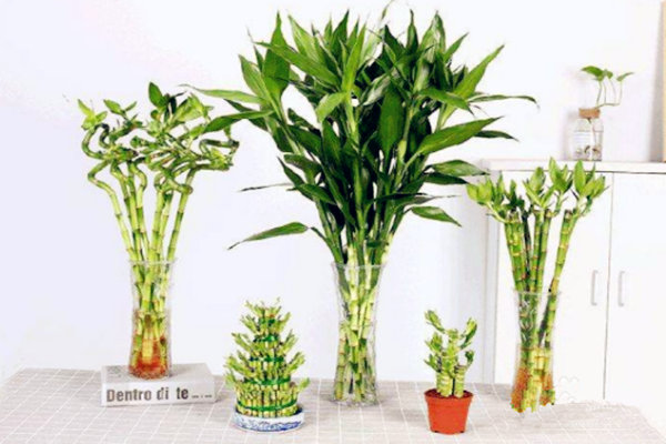 u客廳擺放什么風(fēng)水物招財(cái)