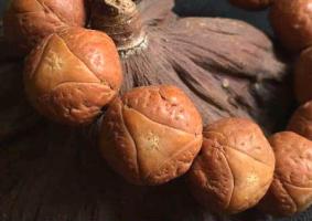 鳳眼和龍眼菩提哪個(gè)好