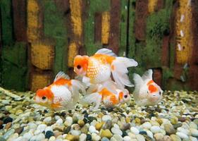 可以提升人緣的風(fēng)水物件