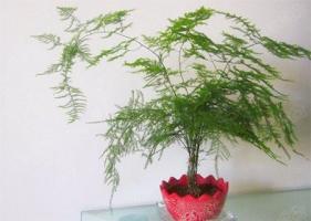 能旺事業(yè)還能旺財(cái)?shù)娘L(fēng)水植物