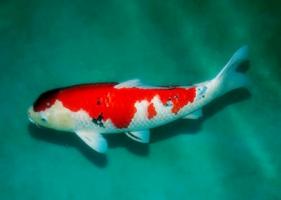 養(yǎng)錦鯉的風(fēng)水禁忌