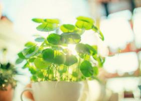 銅錢草如何擺放風(fēng)水好