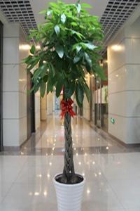 發(fā)財樹擺放在哪里風(fēng)水好