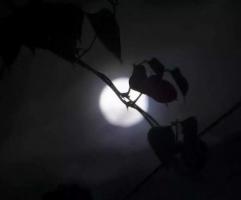 下篇：每個月1號出生的人命理是怎樣的？（9月-12月）