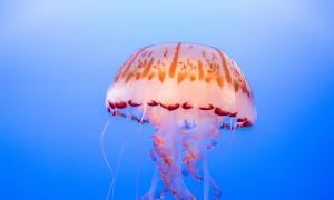 從小孩衣著看出父母八字命格