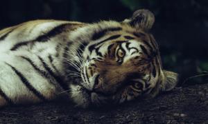 八字算命為什么準確度極高