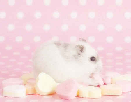 屬鼠生什么屬相寶寶好