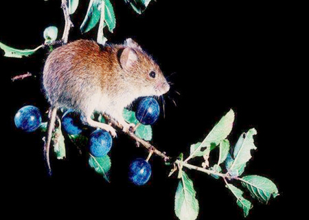 鼠和龍的屬相合不合