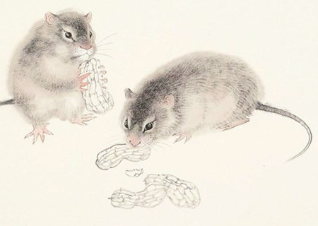 鼠和雞的屬相合不合