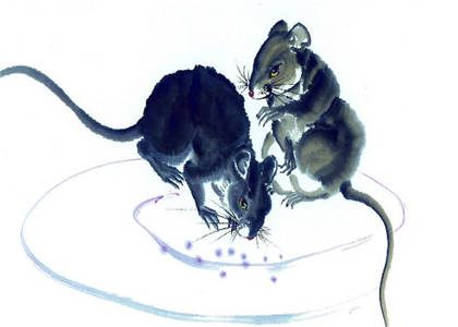 屬鼠人的住宅風(fēng)水