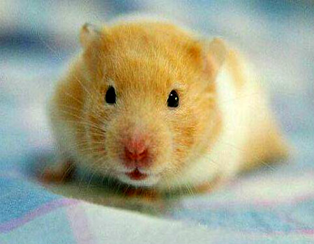 十二生肖鼠的最佳配對