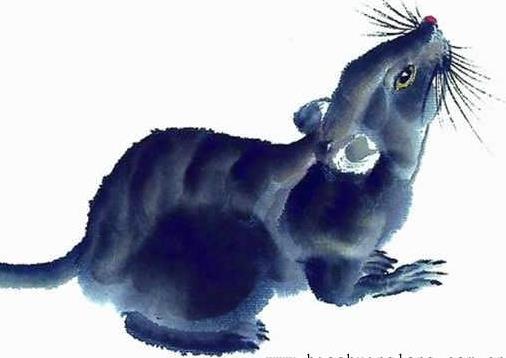 屬鼠在五行里屬什么