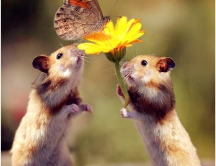 屬鼠男佩戴什么好