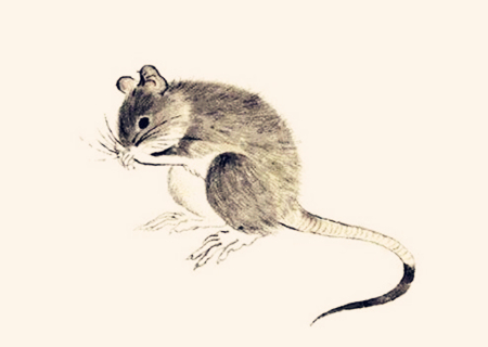 屬鼠人農(nóng)歷幾月出生好 屬鼠人農(nóng)歷幾月出生好