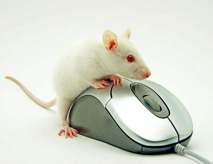 屬鼠什么時辰出生命苦 屬鼠什么時辰出生命苦