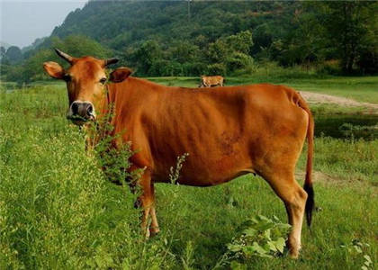 屬牛人的住宅風(fēng)水