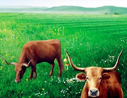 最適合屬牛男的老婆