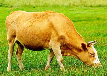 屬牛人農(nóng)歷幾月出生好