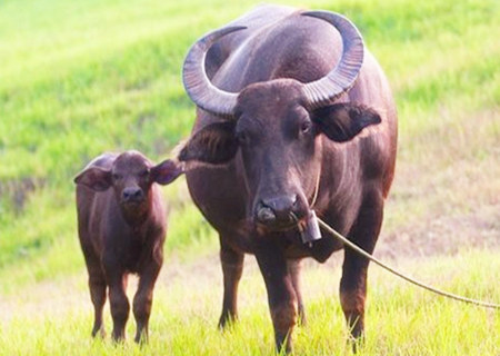 屬牛男人的財(cái)運(yùn)好不好